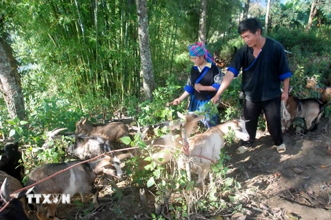 Chuyện về “hợp tác xã” nuôi dê của người H'Mông trên đỉnh núi