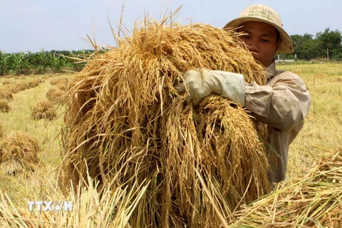 Sản lượng lúa vùng Đồng bằng sông Cửu Long đạt 25,2 triệu tấn