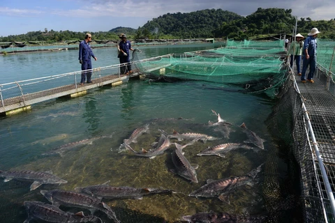 Báo nước ngoài viết về doanh nhân nuôi cá tầm ở Việt Nam
