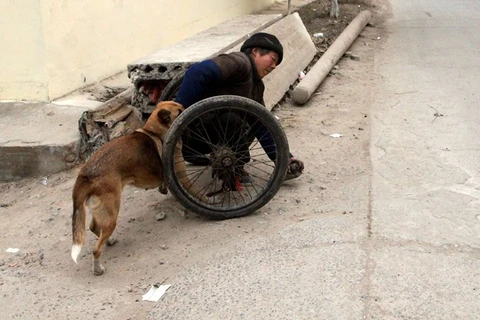 Chú chó trung thành giúp ông chủ bị liệt hai chân vượt khó khăn