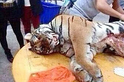 Doanh nhân Trung Quốc lĩnh 13 năm tù vì ăn thịt ba con hổ