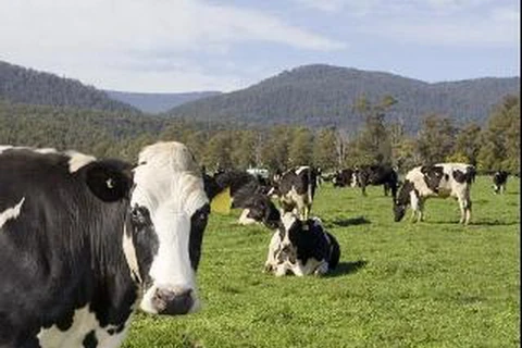 Cuộc sống khắc nghiệt của những con bò sữa ở Australia