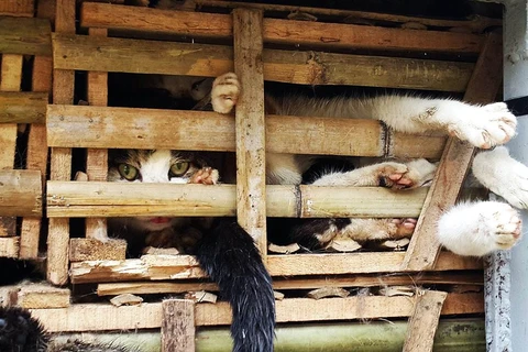 Hãng AFP viết về tệ nạn buôn lậu và ăn thịt mèo tại Việt Nam