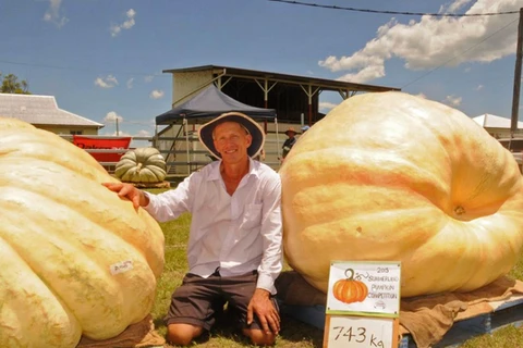 Quả bí ngô nặng 743 kg lập kỷ lục mới của Australia và New Zealand