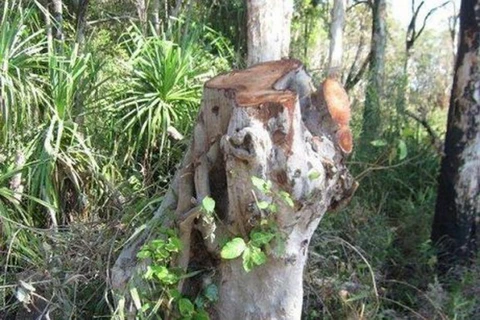 Australia: Phạt 20.000 USD vì chặt cây tại khu vực linh thiêng