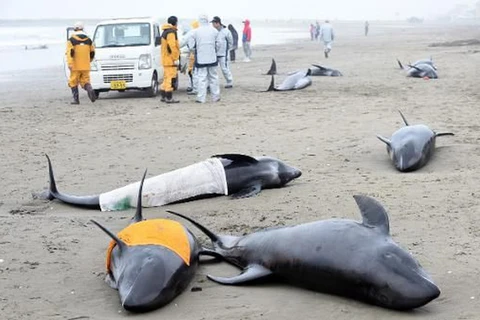 Người Nhật lo ngại hiện tượng cá voi chết hàng loạt báo hiệu điềm gở