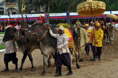 Campuchia tổ chức lễ hội “Vua đi cày” cầu mong vụ mùa bội thu 