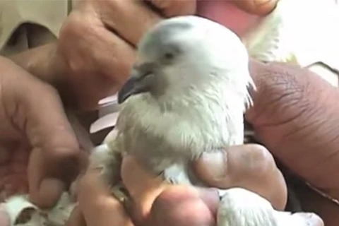 Chính quyền Ấn Độ bắt sống "gián điệp chim bồ câu" Pakistan 