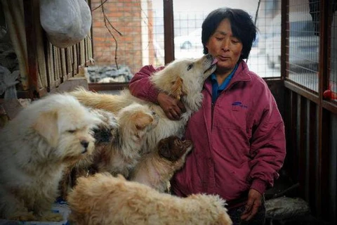 Một phụ nữ bỏ 1000 đô la để cứu 100 con chó sắp bị giết