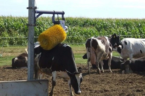 Một con bò đang được làm mát ở miền Bắc Italy. (Nguồn: La Repubblica)