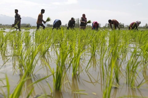 25.000 người nông dân Ấn Độ định tự tử. (Nguồn: Reuters)