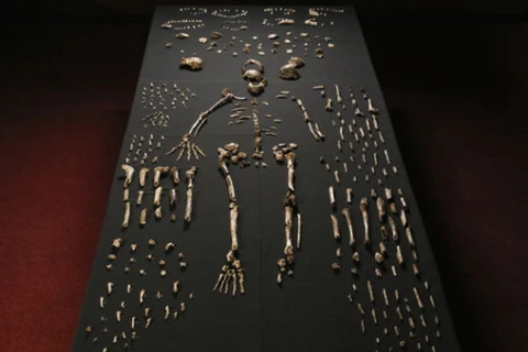 Những mảnh xương hóa thạch được tìm thấy. (Nguồn: RT.com)