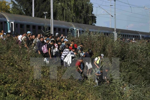 Người di cư tại khu vực biên giới Hungary-Croatia ngày 23/9. (Nguồn: Reuters/TTXVN)