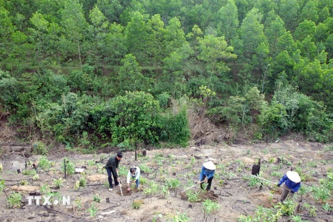 Nhân dân xã Sơn Dương, huyện Hoành Bồ trồng rừng đợt một năm 2015. (Ảnh: Quang Quyết​/TTXVN)