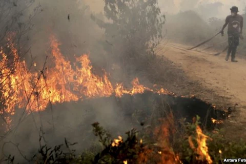 Cháy rừng ở Indonesia. (Nguồn: Reuters)
