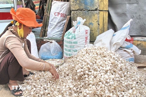 Nông dân huyện đảo Lý Sơn phân loại tỏi khô. (Ảnh: Thanh Long/TTXVN)