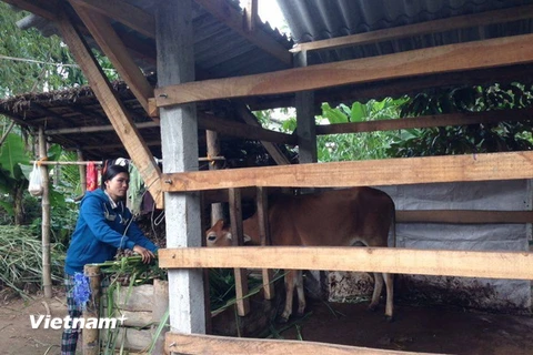 Chị Đinh Thị Huệ (xã Sơn Cao, huyện Sơn Hà, tỉnh Quảng Ngãi) là một trong các hộ nghèo được hỗ trợ bò giống để chăn nuôi. (Ảnh: Sơn Lâm/Vietnam+)