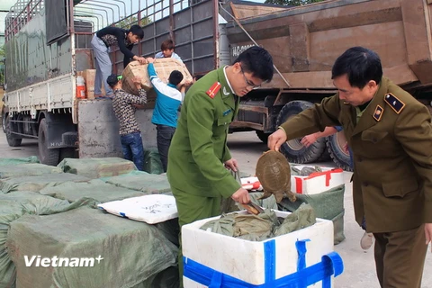 Lực lượng chức năng kiểm tra tang vật. (Ảnh: Nguyễn Hoàng/Vietnam+)