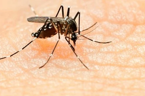 Muỗi Aedes truyền virus Zika. (Nguồn: Getty Images)