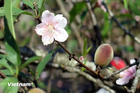 [Photo] Sắc đào rừng xua tan băng giá vùng cao Lai Châu