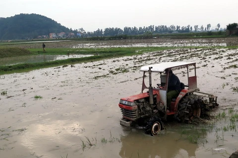 Nông dân huyện Vụ Bản (Nam Định) làm đất để chuẩn bị gieo cấy. (Ảnh: Văn Đạt/TTXVN)