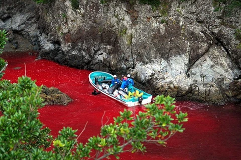 Máu cá voi bị săn bắt làm đỏ cả mặt nước. (Nguồn: AP)