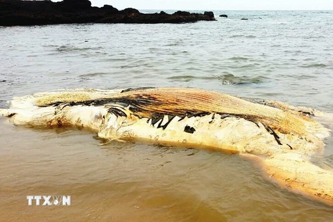Xác cá voi nặng khoảng 5 tấn trôi dạt vào bờ biển. (Ảnh: Võ Dung/TTXVN)