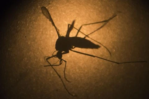 Tiêu diệt muỗi Aedes để phòng virus Zika. (Nguồn: AP)