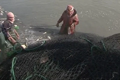 IS nuôi cá để trả lương cho nhân viên. (Nguồn: RT)