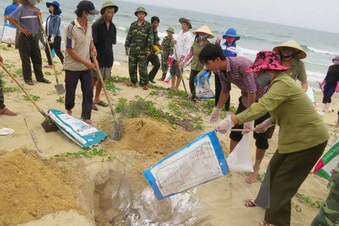 Ngư dân Quảng Bình chôn lấp cá chết bị dạt vào bờ. (Ảnh: Võ Dung/TTXVN)