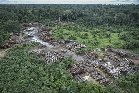 Rừng Amazon bị tàn phá. (Nguồn: nbcnews)