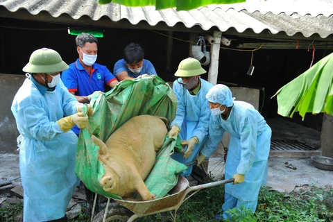 Lợn mắc bệnh dịch tả lợn châu Phi bị chết được lực lượng chức năng đưa đi tiêu hủy. (Ảnh: Minh Đức - TTXVN)