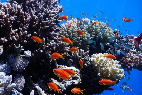 Israel và một số nước Arab tham gia dự án bảo vệ san hô tại Biển Đỏ