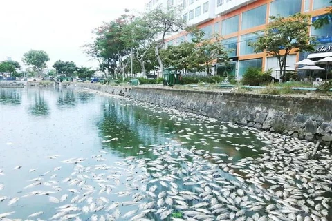 [Video] Cá chết nổi ‘trắng’ hồ điều tiết ở thành phố Đà Nẵng