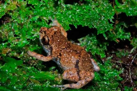 Các cá thể của loài ếch mới phát hiện này có kích cỡ chỉ từ 1-2cm. (Nguồn: bohemia.cu)