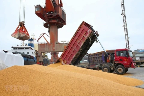 Công nhân bốc dỡ đậu tương nhập khẩu tại cảng Nam Thông, tỉnh Giang Tô của Trung Quốc. (Ảnh: AFP/TTXVN)