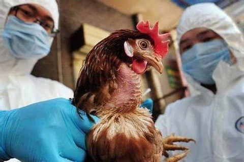 Bệnh nhân nhiễm virus H5N6 sau khi tiếp xúc với gia cầm đã giết mổ. (Ảnh minh họa: AP)