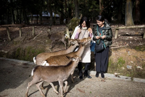 Khách du lịch tại Nara, Nhật Bản. (Ảnh: AFP/TTXVN)