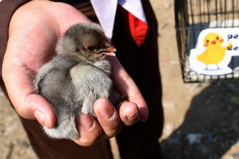 Các em có thể nuôi gà tại nhà riêng hoặc trong khuôn viên trường học nếu nhà không có sân vườn. (Nguồn: Getty Images)