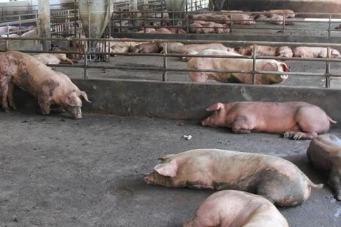 Đắk Nông: Xử phạt hai cơ sở chăn nuôi lợn gây ô nhiễm môi trường