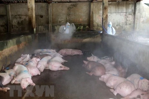 Đồng Nai: Bắt quả tang cơ sở thu mua lợn chết về giết thịt