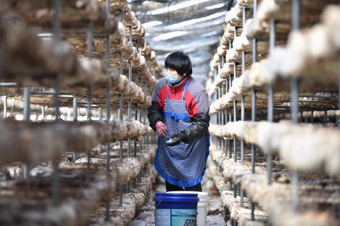 Nông dân làm việc tại một nhà kính trồng nấm ở thành phố Định Châu, tỉnh Hà Bắc, Trung Quốc ngày 16/3. (Ảnh: THX/TTXVN)