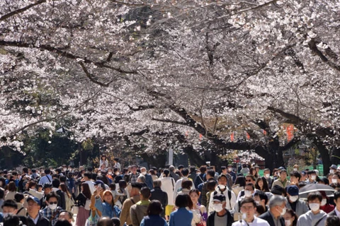 Người dân Nhật Bản ngắm hoa anh đào tại Công viên Ueno. (Nguồn: japantimes)