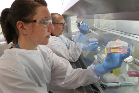 CSIRO nghiên cứu sản xuất vắcxin chống COVID-19. (Nguồn: AAP)