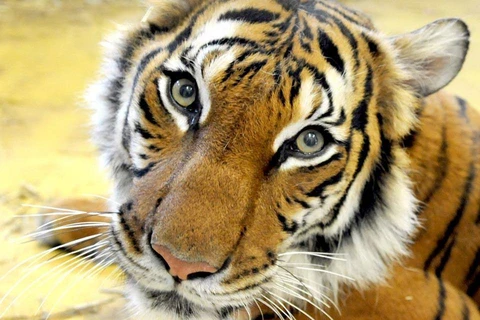 [Video] Con hổ đầu tiên trên thế giới dương tính với SARS CoV-2
