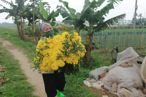 Người dân huyện Mê Linh thu hoạch hoa cúc. (Ảnh: Mạnh Khánh/TTXVN)