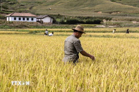 Nông dân làm việc trên một cánh đồng lúa ở tỉnh Nam Hamgyong, Triều Tiên. (Ảnh: AFP/TTXVN)