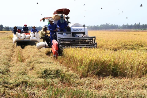 Đồng Tháp đưa máy gặt đập liên hợp vào thu hoạch lúa. (Ảnh: Nguyễn Văn Trí/TTXVN)