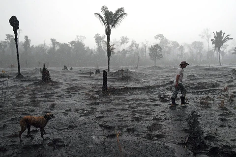 Một góc rừng Amazon ở gần Porto Velho, bang Rondonia, Brazil bị tàn phá do hỏa hoạn. (Ảnh: AFP/TTXVN)