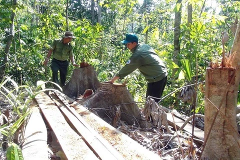 Khởi tố, bắt tạm giam các đối tượng phá rừng giáp ranh ở Phú Yên